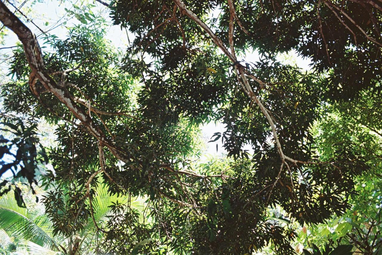 בוקס דל טורו Finca Vela Lodge מראה חיצוני תמונה